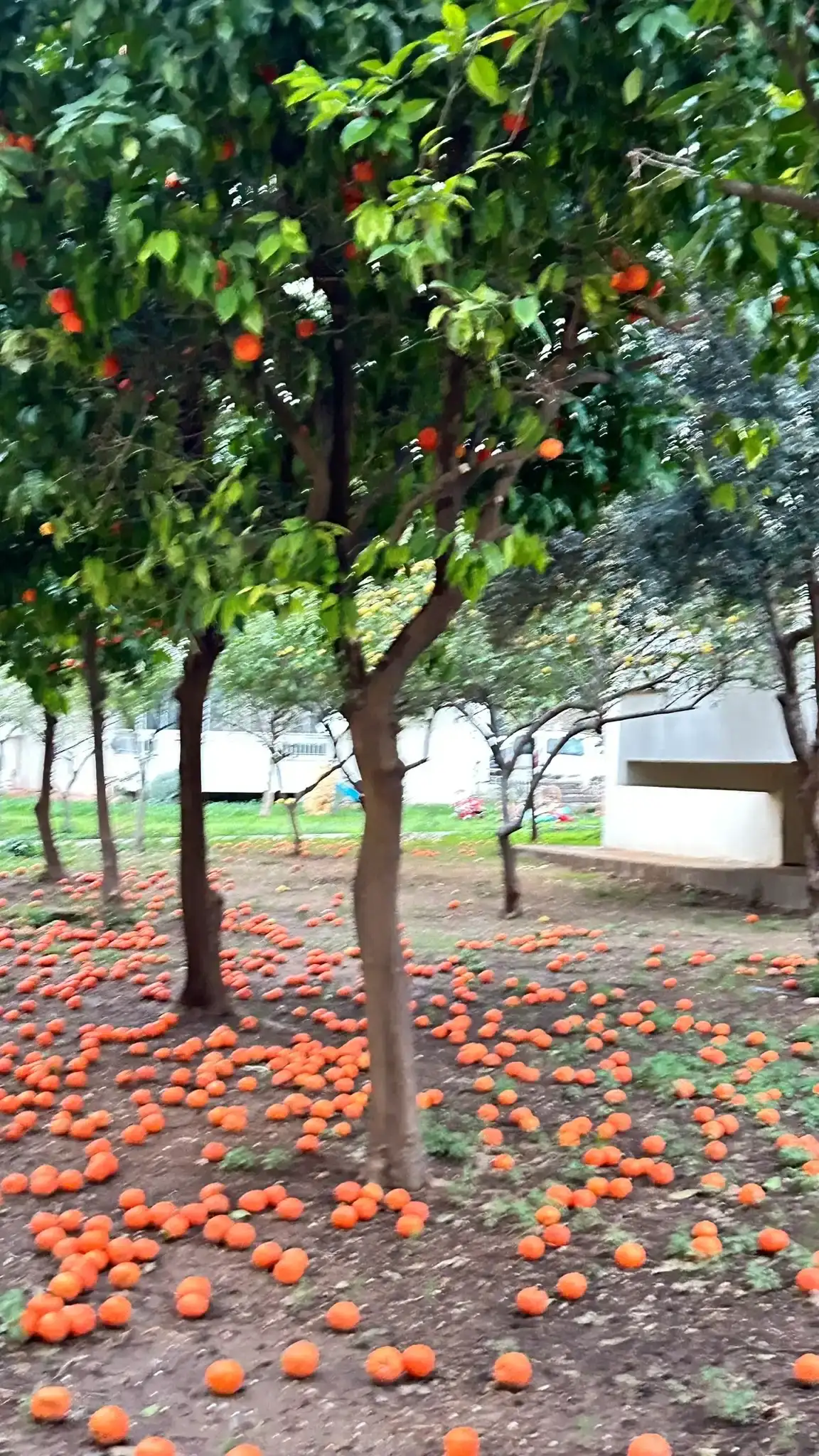 Antalya’nın Simgesi Turunçlar Dallardan Yere Düştü! 8